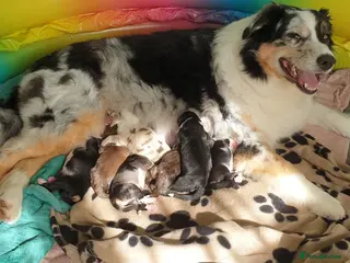 Australian Shepherd dogs Australian sheperd - Advert 8