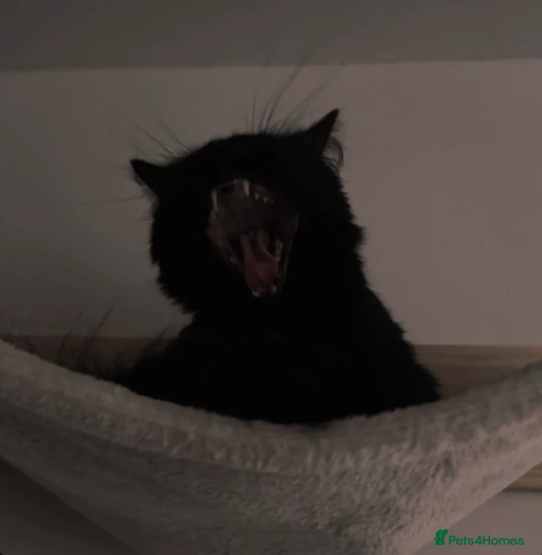 British Longhair cats for sale: Loving home needed from nova  in Stonehouse - Advert 2