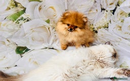 Pomeranian dogs for sale: 💗Last girl left! Royal Orange Pomeranian Pedigree - Image 18