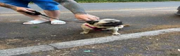 Pug dogs for sale: Beautiful pug - Advert 7