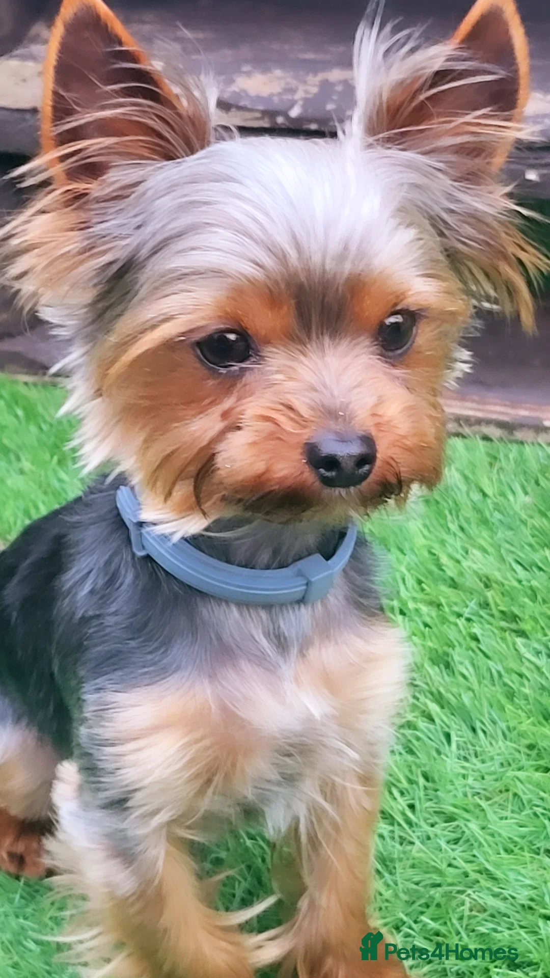 Yorkshire Terrier dogs for stud: Toffik ready for stud in Dagenham - Advert 6
