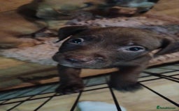 Mixed Breed dogs for sale: Two boys left!  - Advert 3