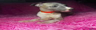 Whippet 6 orange collar 