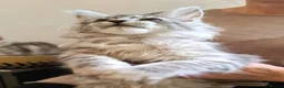 Maine Coon cats for sale: ❤️𝕾𝖙𝖚𝖓𝖓𝖎𝖓𝖌❤️ Maine Coon Kittens Ready - Advert 14