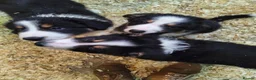Border Collie dogs for sale: Border Collie Pups - Advert 1