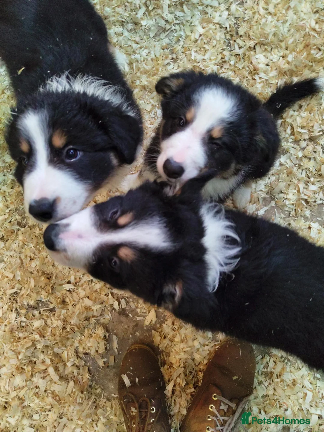 Border Collie dogs for sale: Border Collie Pups - Advert 1