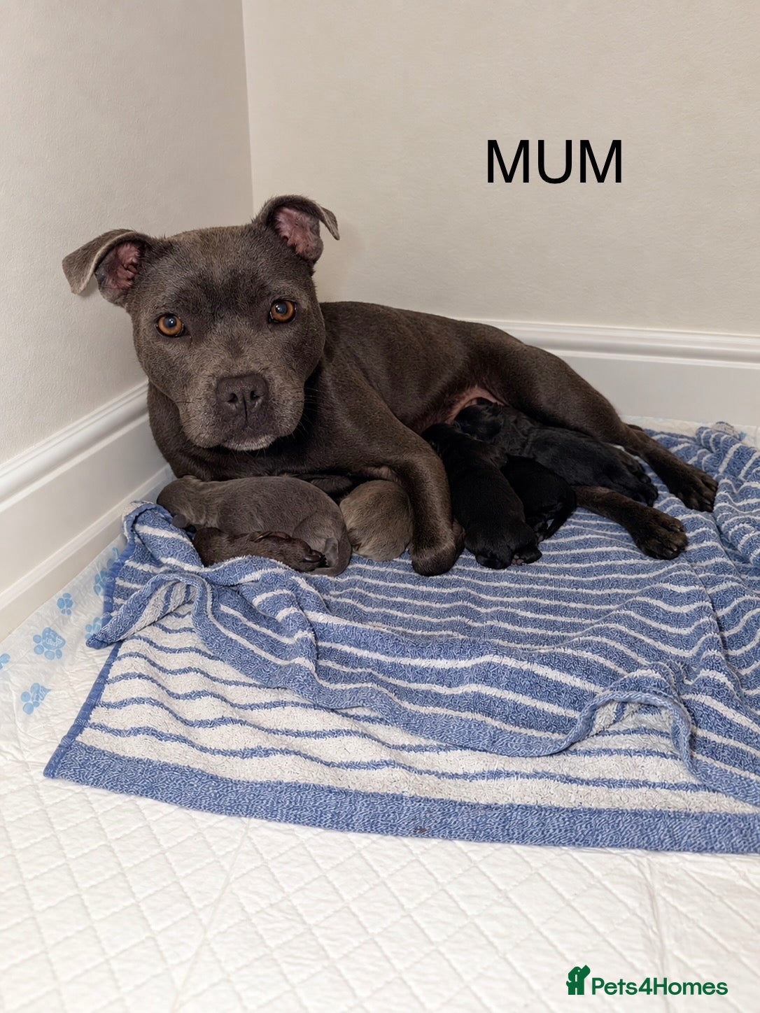 Staffordshire Bull Terrier dogs 🐾💙🖤 5STUNNING KCREGISTERED STAFFYPUPPIES 🖤💙🐾 - Advert 6