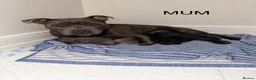 Staffordshire Bull Terrier dogs for sale: 🐾💙🖤 5STUNNING KCREGISTERED STAFFYPUPPIES 🖤💙🐾 - Advert 1