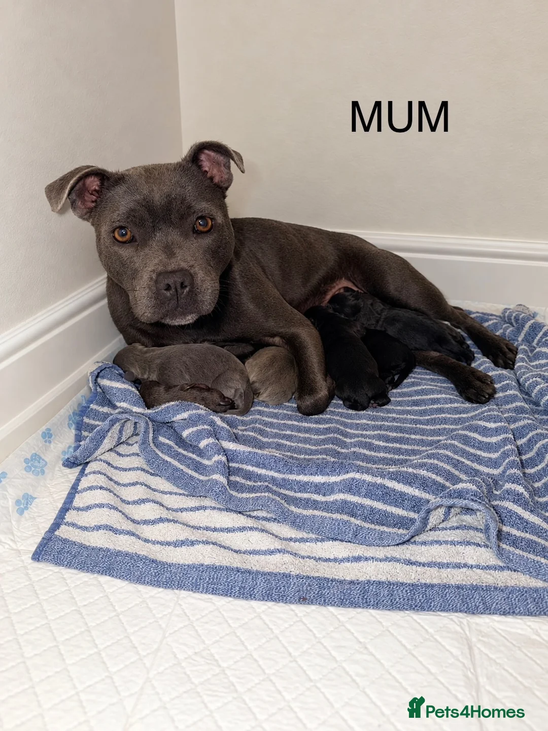 Staffordshire Bull Terrier dogs for sale: 🐾💙🖤 5STUNNING KCREGISTERED STAFFYPUPPIES 🖤💙🐾 - Advert 1