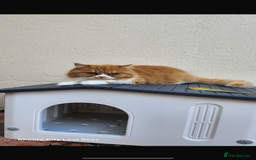 Mixed Breed cats for adoption: Yara  - Image 1