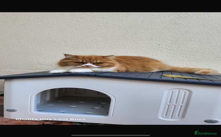 Mixed Breed cats - Advert 1