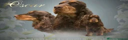 Cocker Spaniel dogs for sale: Stunning cocker spaniels in Doncaster - Advert 9