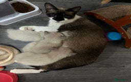 Snowshoe cats for sale: Three stunning snowshoe kittens  - Advert 6