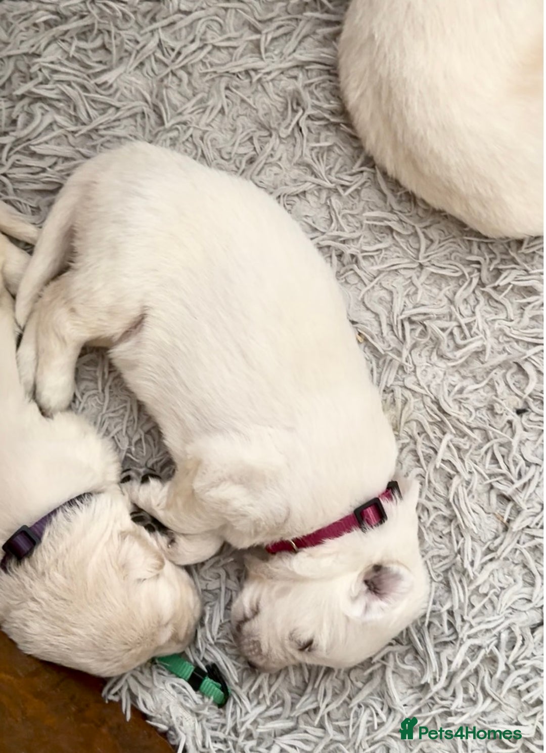 German Shepherd dogs for sale: PHENOMENAL LITTER OF WHITE LONG HAIRED GSD PUPS☘️ - Image 26