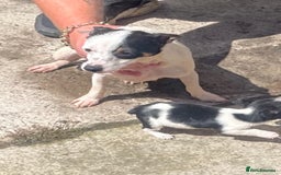 Jack Russell dogs for sale: Dog and bitch jackrussel terriers - Image 1