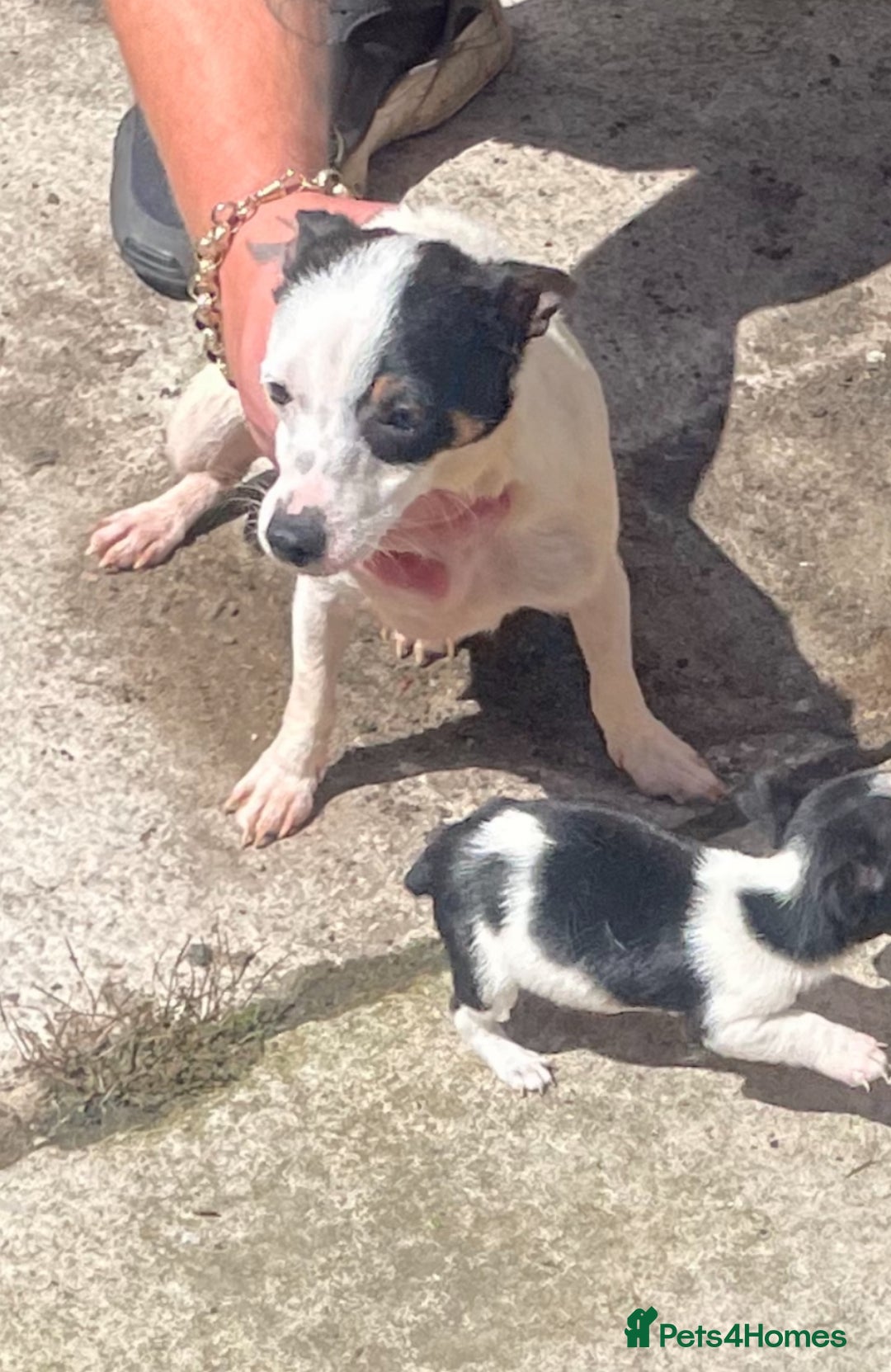 Jack Russell dogs for sale: Dog and bitch jackrussel terriers - Image 1