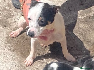 Jack Russell dogs Dog and bitch jackrussel terriers - Advert 14