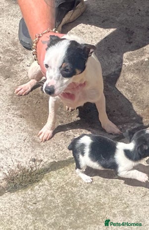 Jack Russell dogs - Advert 1