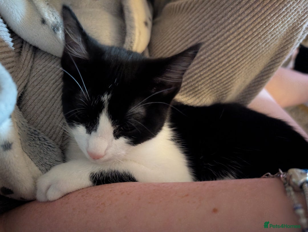 Mixed Breed cats for sale: Last boy - Advert 5