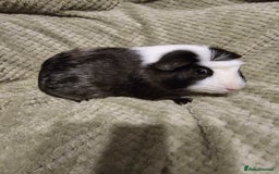 Guinea Pig rodents for sale: Looking for a new home - Image 4