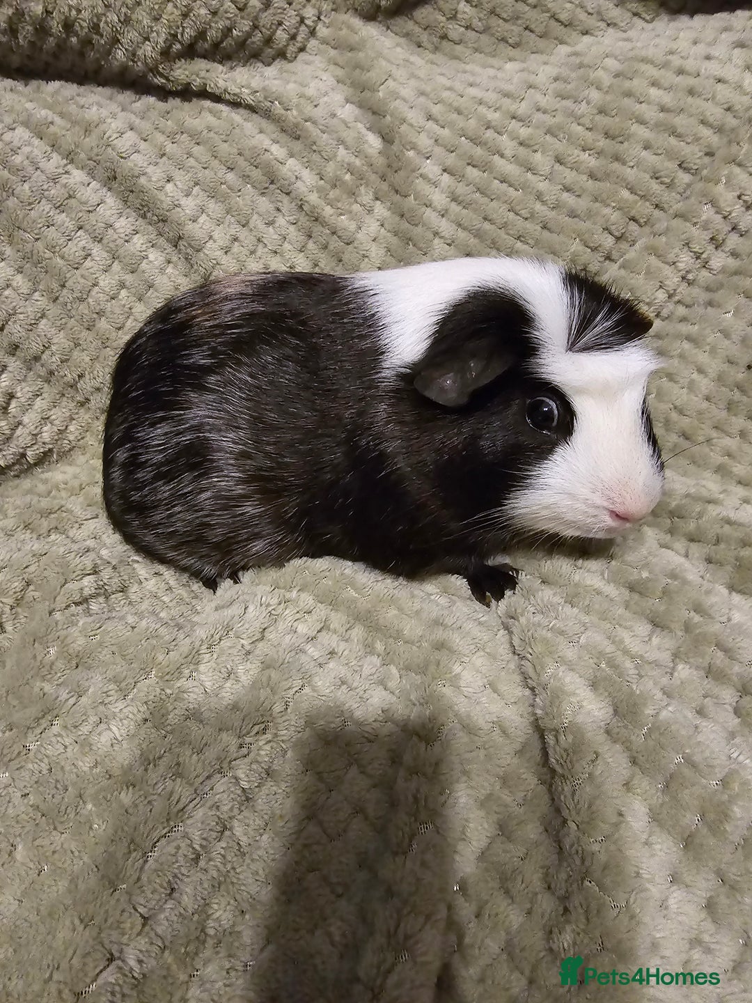 Guinea Pig rodents for sale: Looking for a new home - Image 4