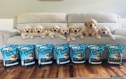Golden Retriever dogs for stud: Proven and health tested Golden Retriever Stud - Image 4