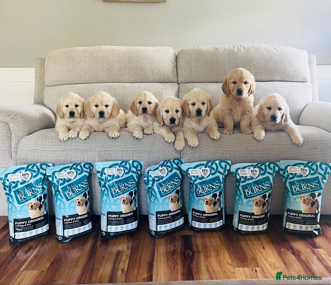 Golden Retriever dogs for stud: Proven and health tested Golden Retriever Stud - Image 4