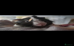 Guinea Pig rodents for sale: Two bonded boar guinea pigs £40 pair - Image 3
