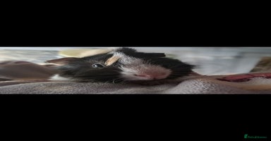 Guinea Pig rodents - Advert 5