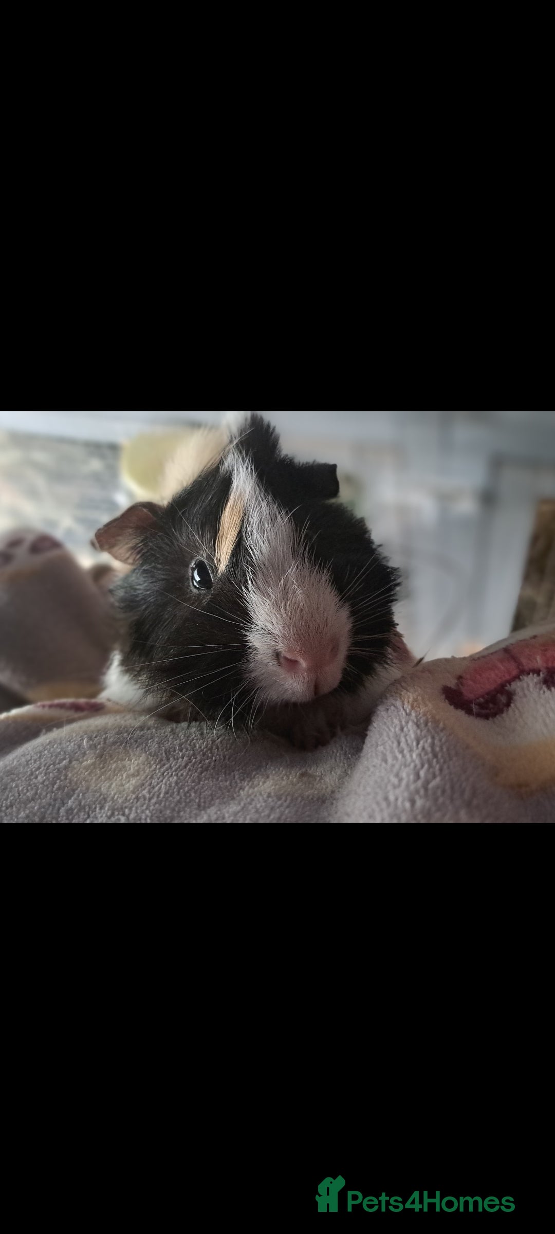 Guinea Pig rodents for sale: Two bonded boar guinea pigs £40 pair - Image 3