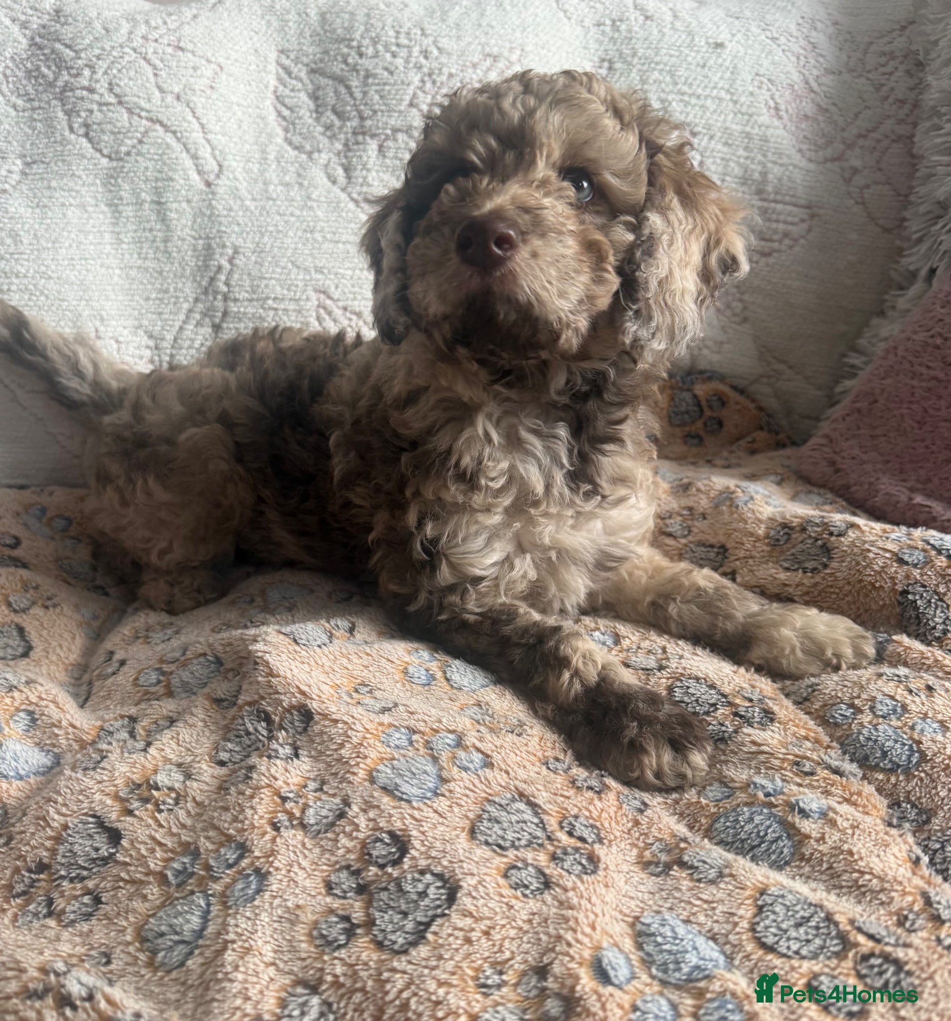 Labradoodle dogs Stunning Multigen pups ready now - Advert 1