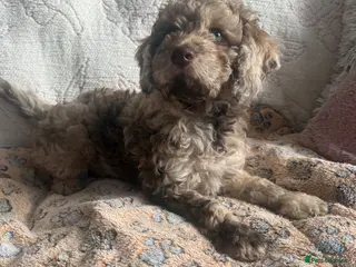 Labradoodle dogs Stunning Multigen pups ready now - Advert 11