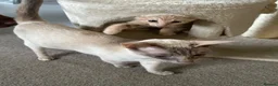 Siamese cats for sale: Siamese British Short Hair X in Preston - Advert 11