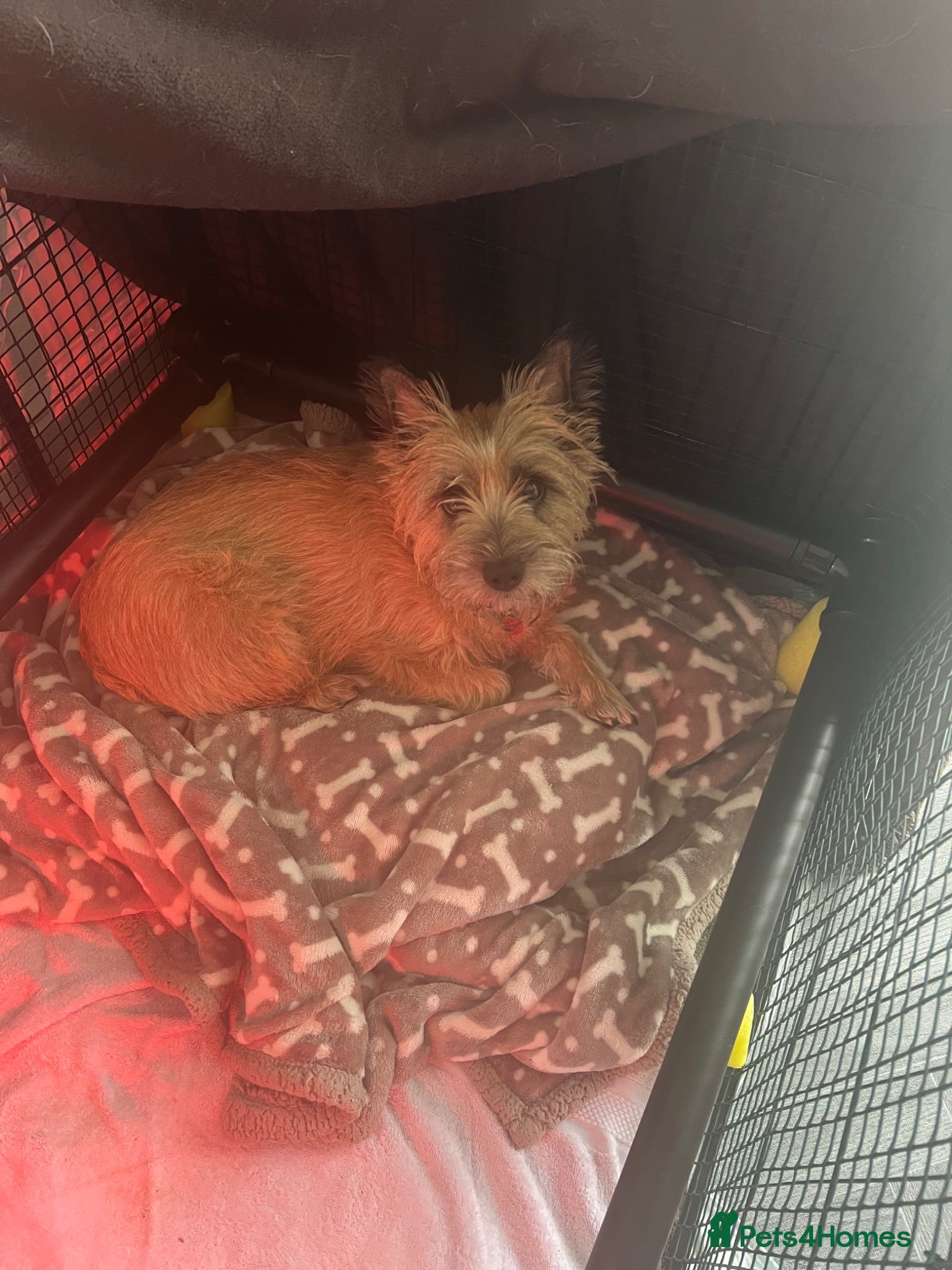 Cairn Terrier dogs Cairn terrier KC registered - Advert 1