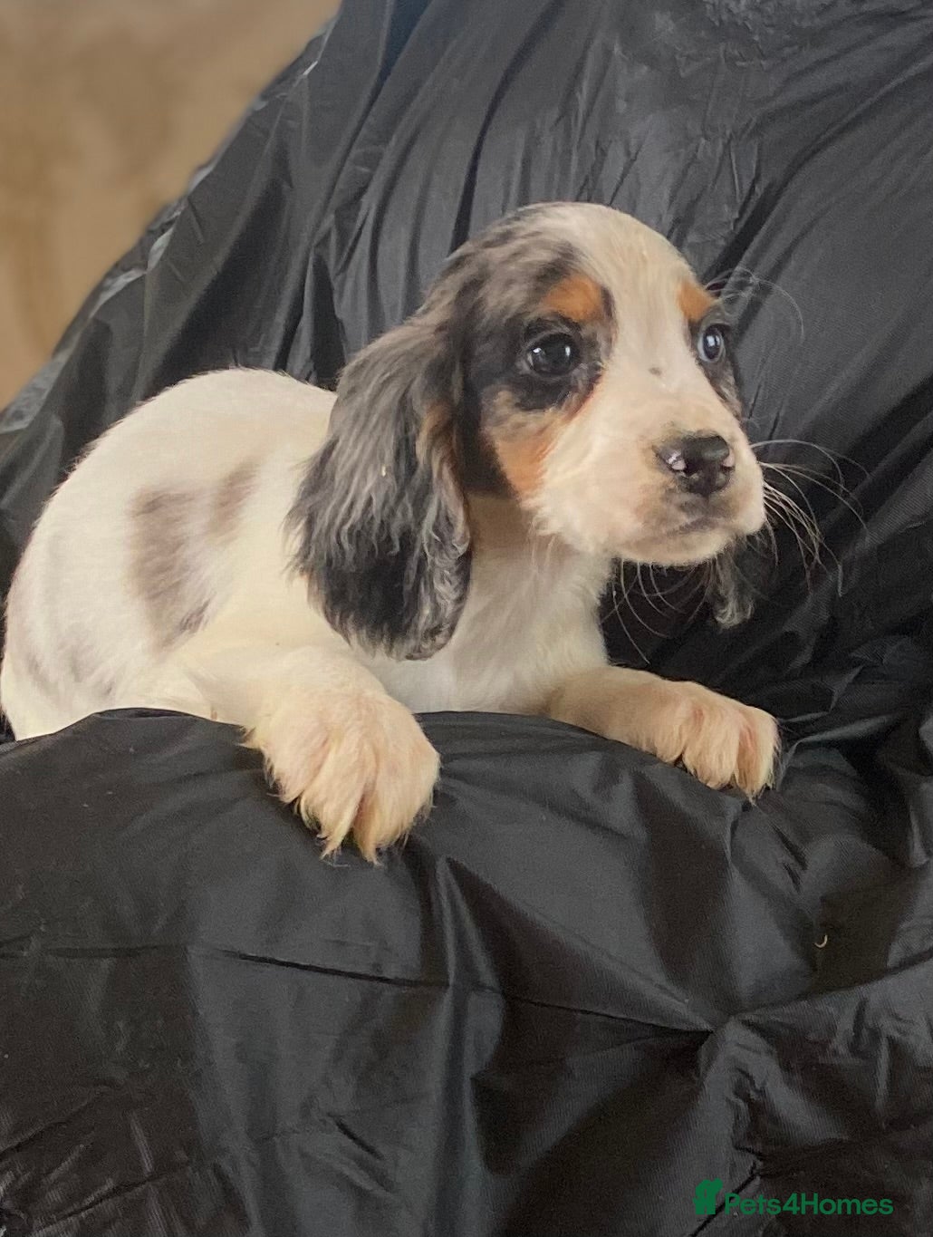 Cocker Spaniel dogs Beautiful letter of working Cocker spaniel’s - Advert 4