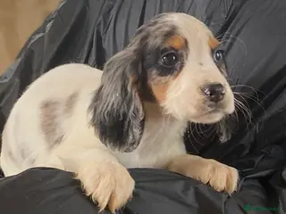 Cocker Spaniel dogs Beautiful letter of working Cocker spaniel’s - Advert 4