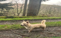Mixed Breed dogs for sale: Gorgeous CairnJacks - Image 13