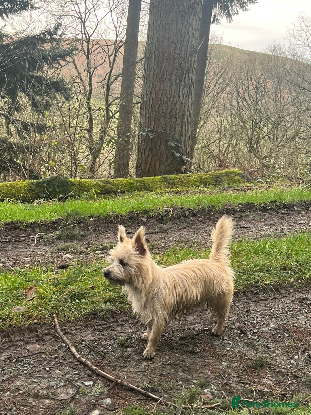 Mixed Breed dogs for sale: Gorgeous CairnJacks - Image 13