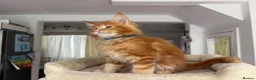 Maine Coon cats for sale: TICA Reg Maine Coon Kittens Ginger Red Cream - Advert 14