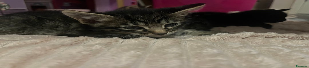 Savannah Kitten 1