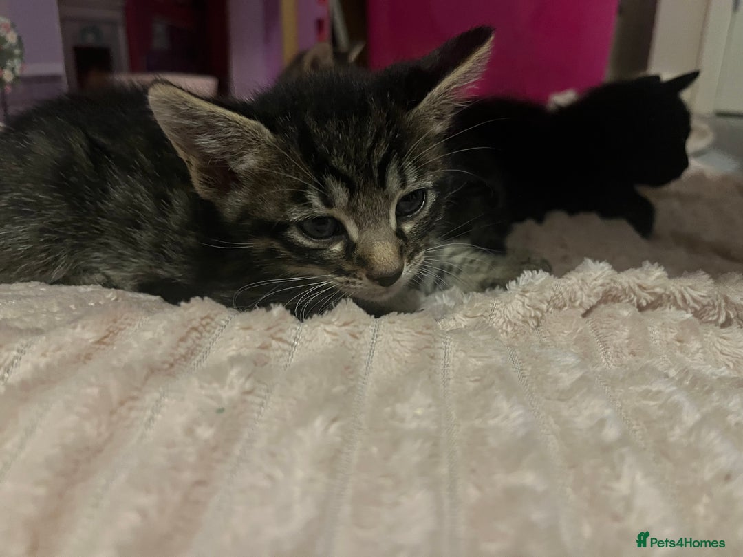 Savannah cats for sale: Savannah Cross Kittens - Image 5