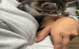 Mixed Breed cats for sale: Part Maine coon kitten  - Image 7