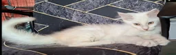 Maine Coon cats for sale: Pedigree Maine Coon Kittens in Manchester  - Advert 10