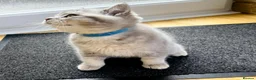 British Shorthair cats for sale: A Girl Available- GCCF/TICA British Shorthair  - Advert 16