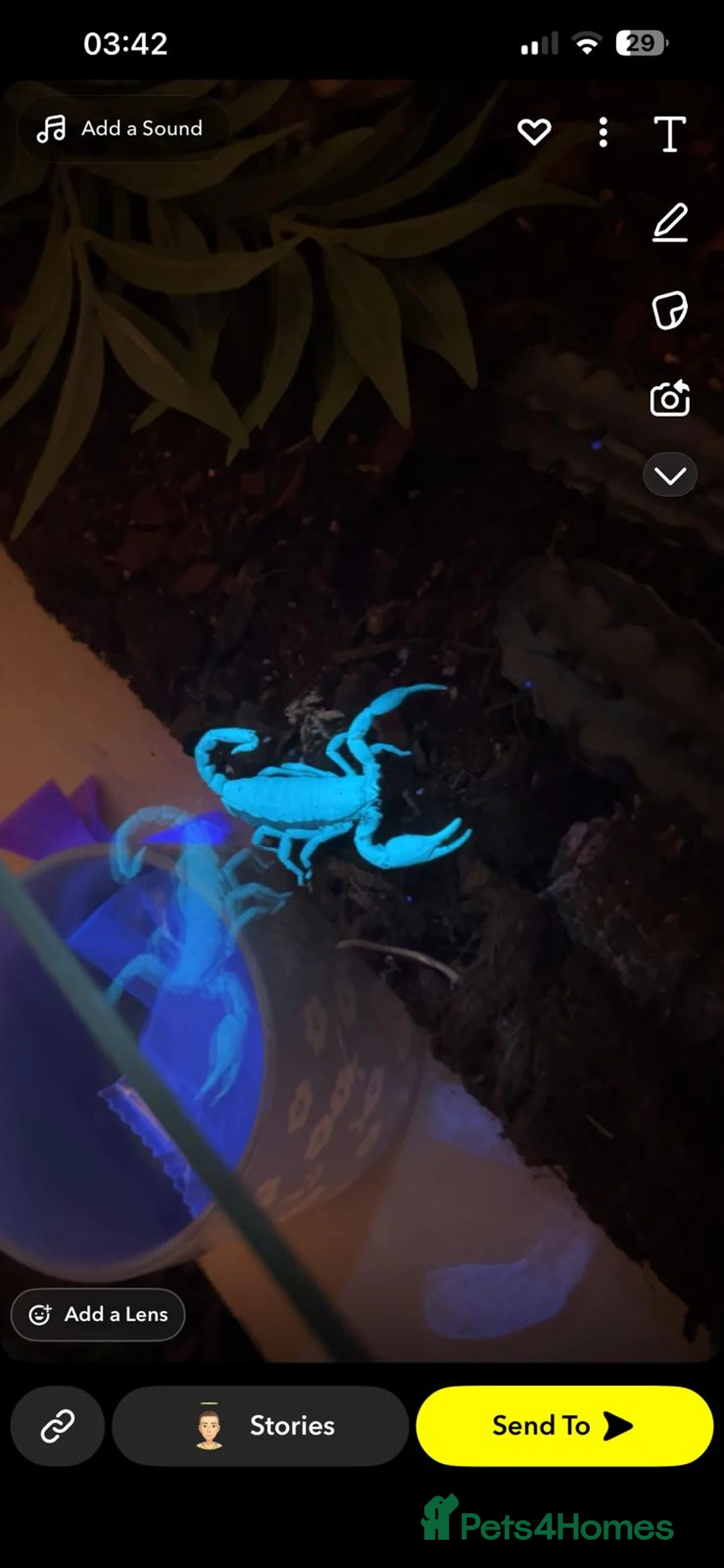 Scorpions invertebrates for sale: Asian forest scorpion - Advert 2