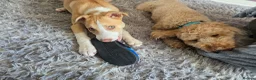 Border Collie dogs for sale: Milo  in Coventry - Advert 6