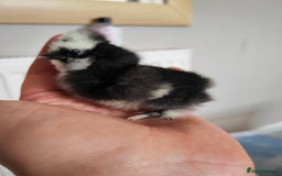 Chickens poultry for sale: USA silkie, jumbo coturnix, celadon quails - Image 38