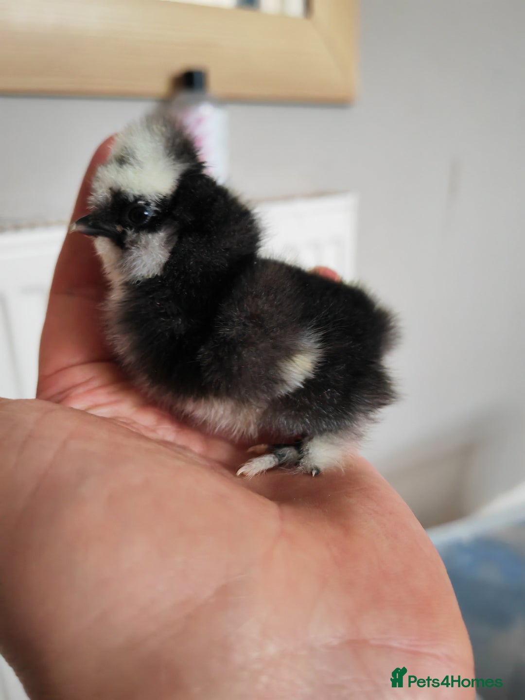 Chickens poultry for sale: USA silkie, jumbo coturnix, celadon quails - Image 38