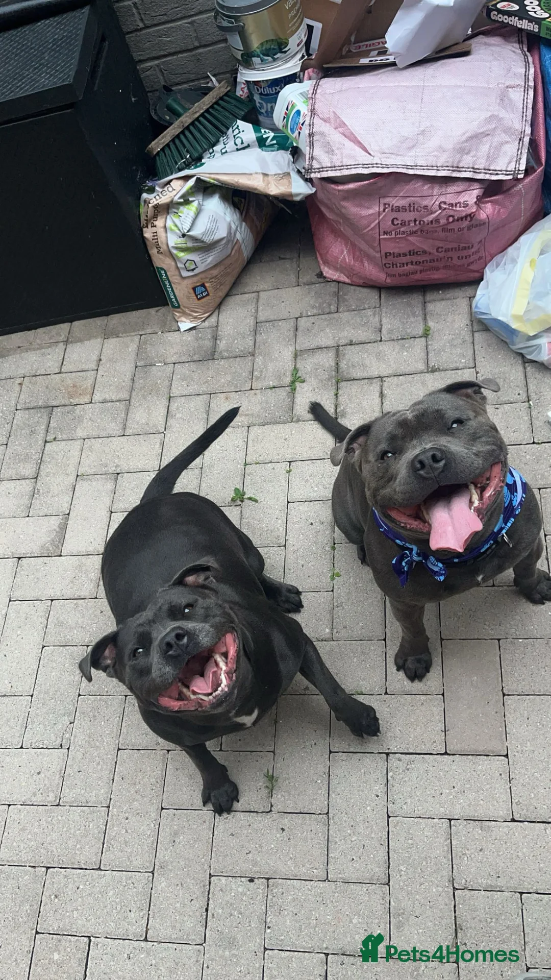 Staffordshire Bull Terrier dogs for stud: Bluey  - Advert 6