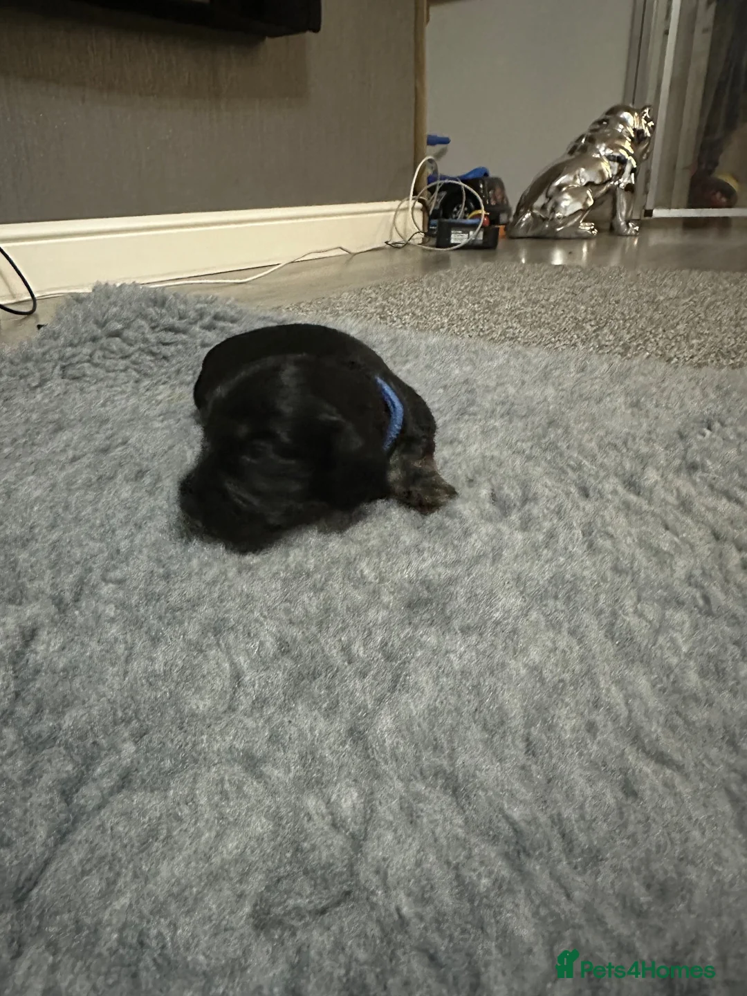 Miniature Dachshund dogs for sale: Longhaired miniature dachshund  - Advert 10